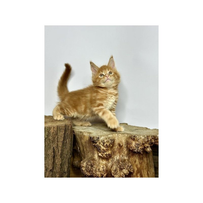 Maine Coon Alva Jax