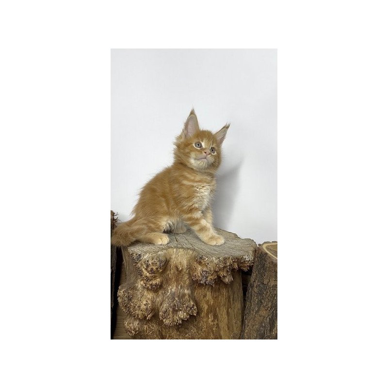 Maine Coon Alva Jax