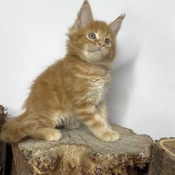 Maine Coon Alva Jax