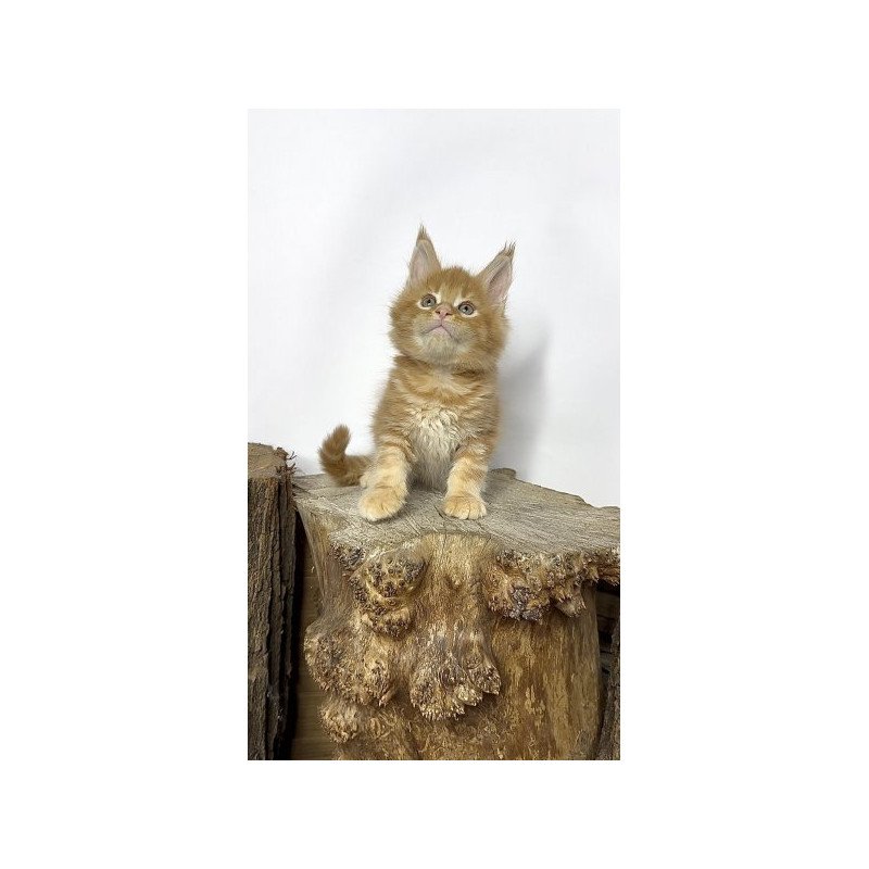 Maine Coon Alva Jax