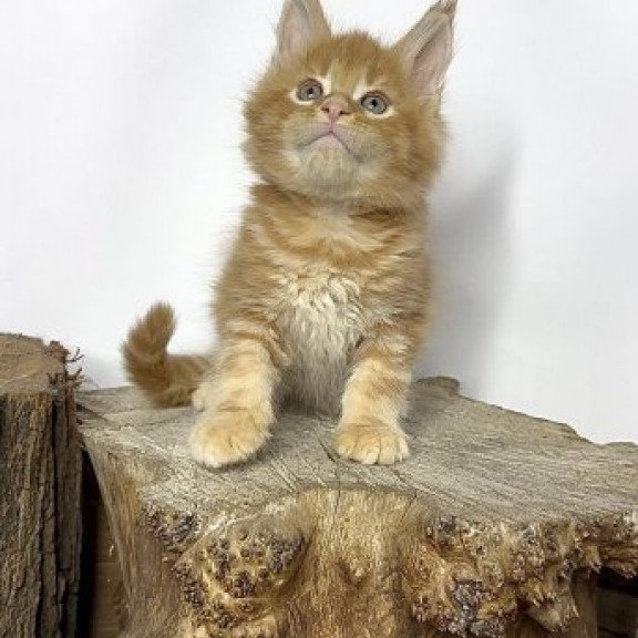 Maine Coon Alva Jax