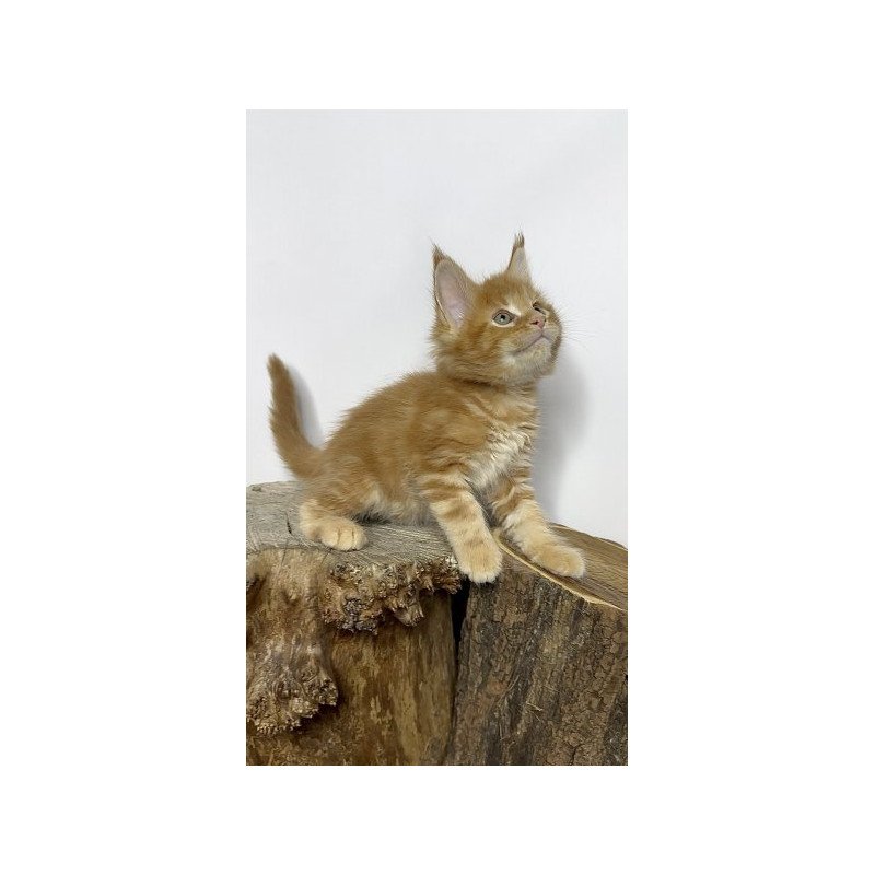 Maine Coon Alva Jax