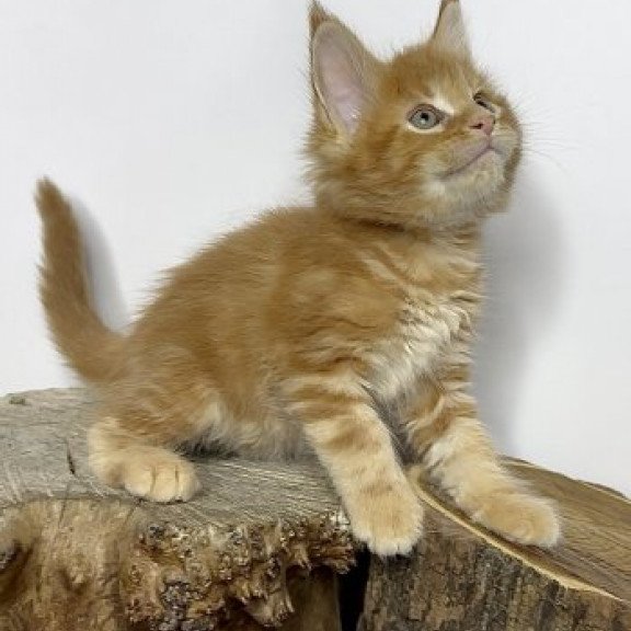 Maine Coon Alva Jax
