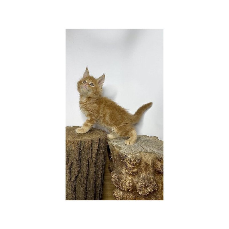 Maine Coon Alva Jax
