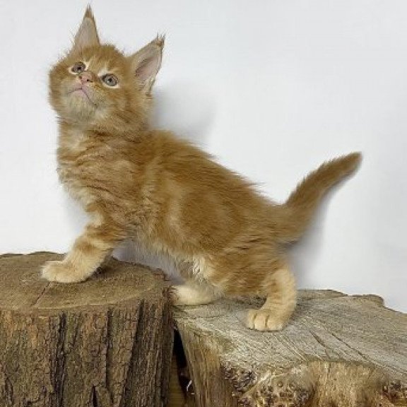 Maine Coon Alva Jax