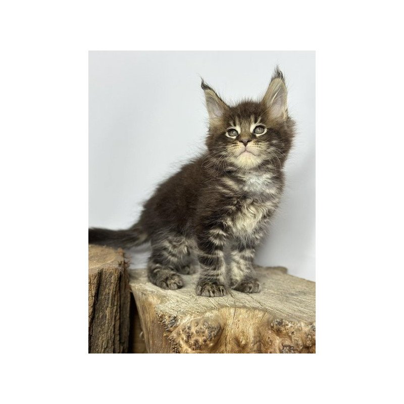 Maine Coon Alva Jett