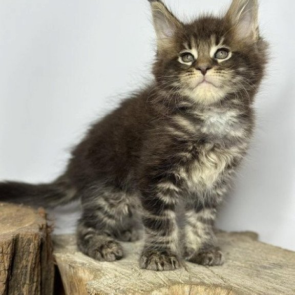 Maine Coon Alva Jett