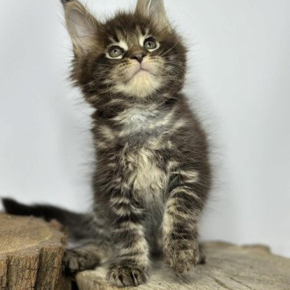 Maine Coon Alva Jett