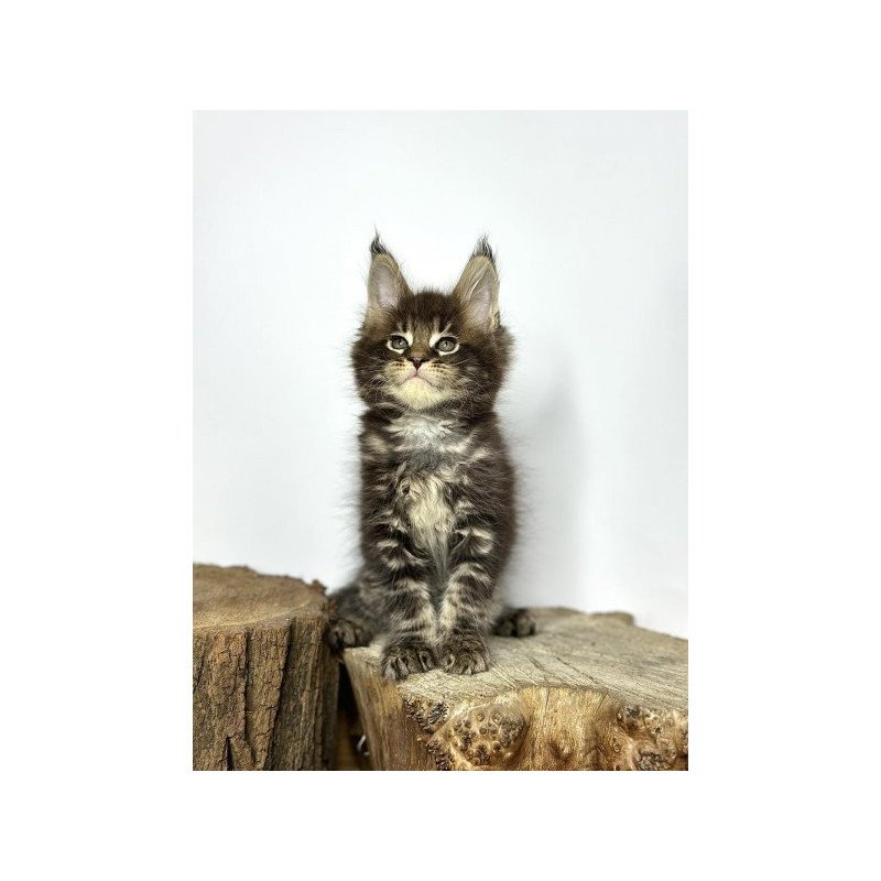 Maine Coon Alva Jett