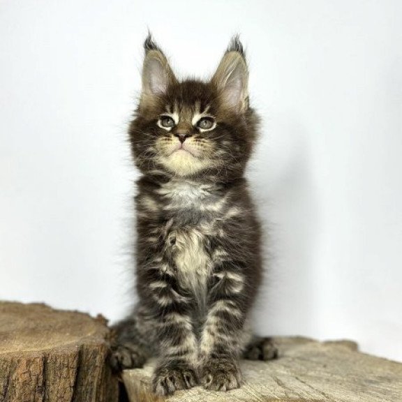 Maine Coon Alva Jett