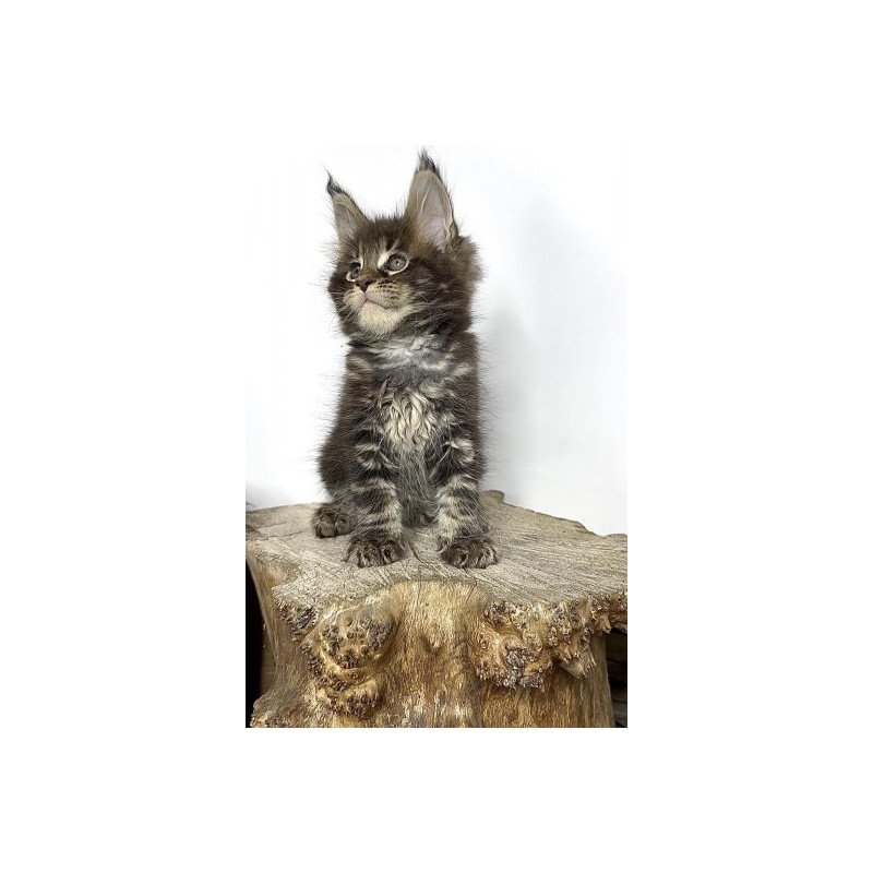 Maine Coon Alva Jett