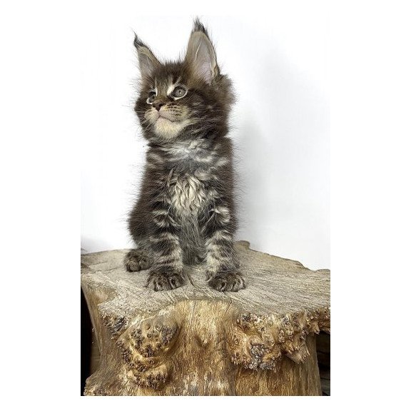 Maine Coon Alva Jett