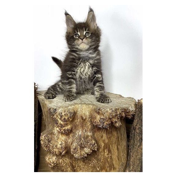 Maine Coon Alva Jett