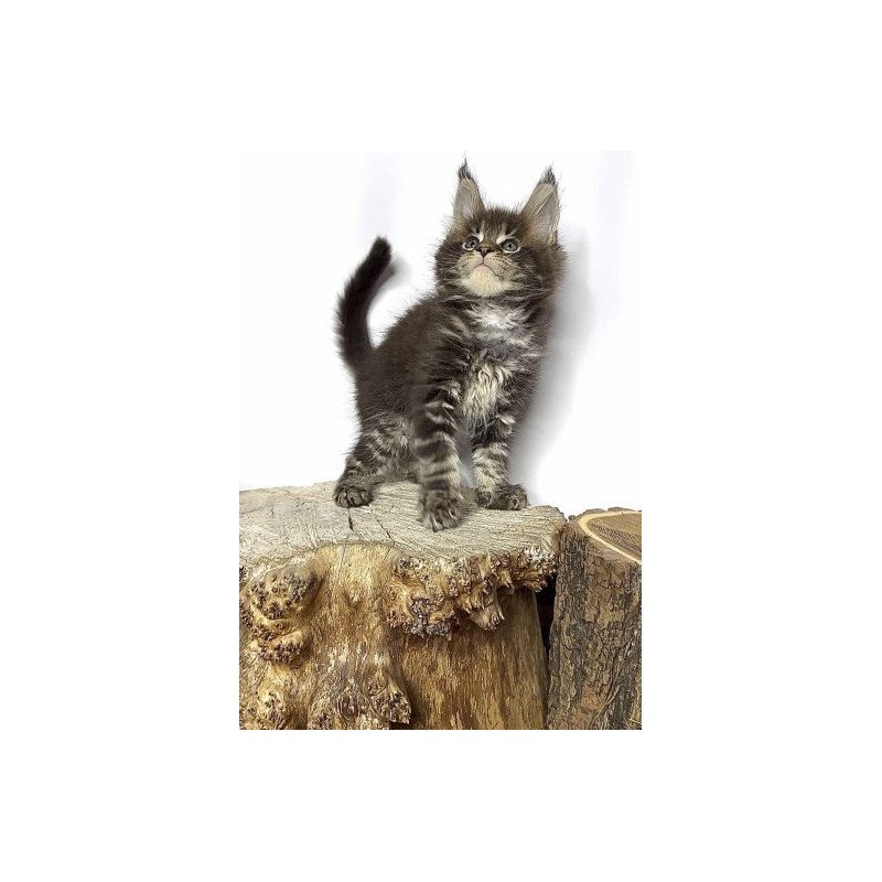 Maine Coon Alva Jett