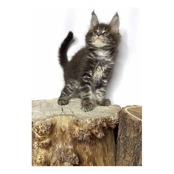 Maine Coon Alva Jett