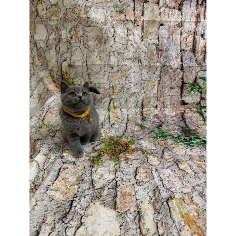 British 4.11a