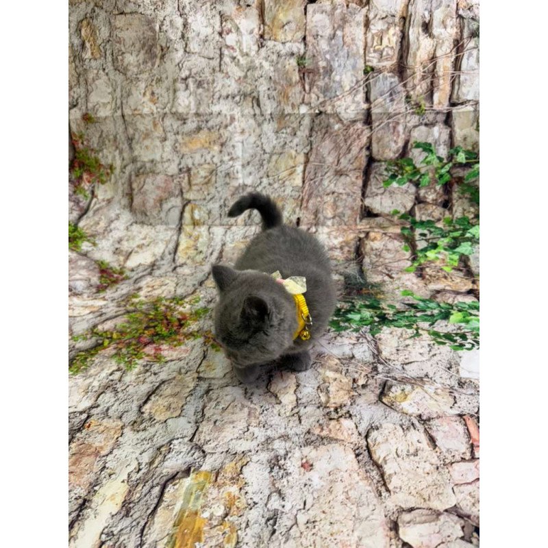 British 4.11a