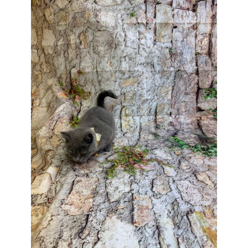 British 4.11a