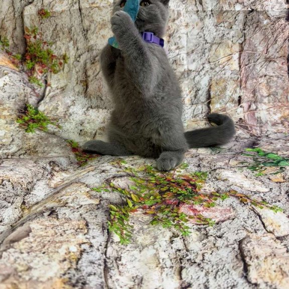 British 4.11b