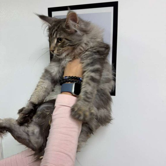 Maine Coon Ikarus