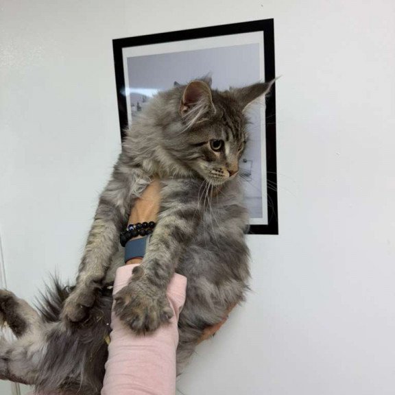 Maine Coon Ikarus