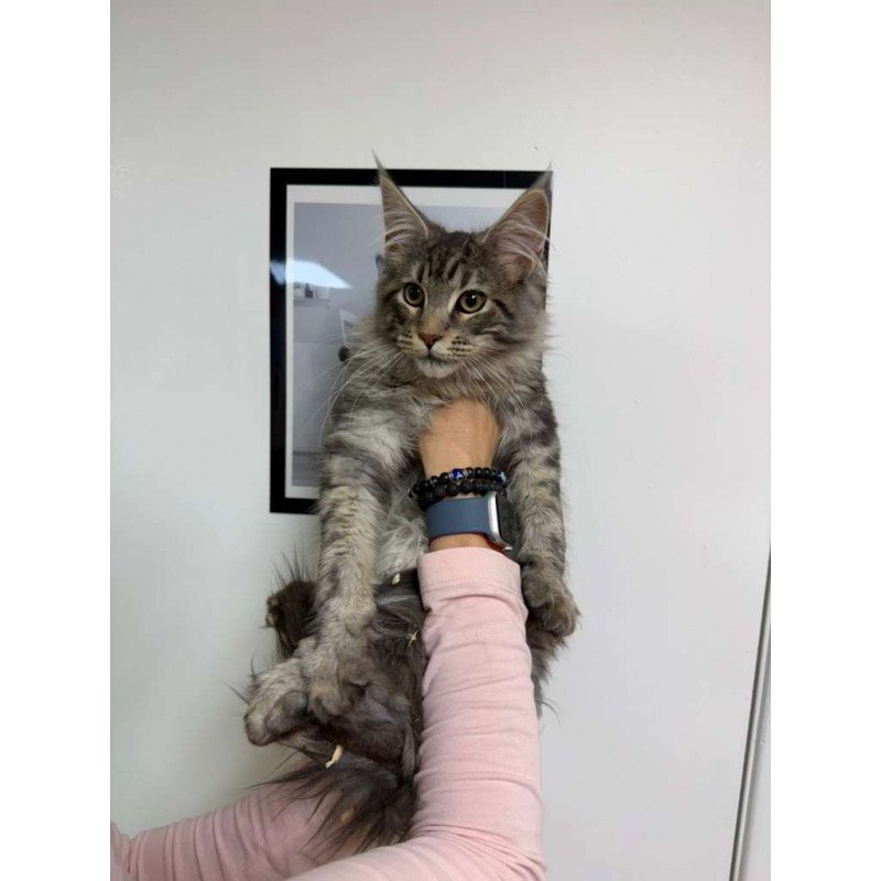 Maine Coon Ikarus