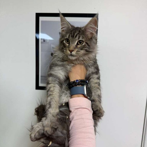 Maine Coon Ikarus