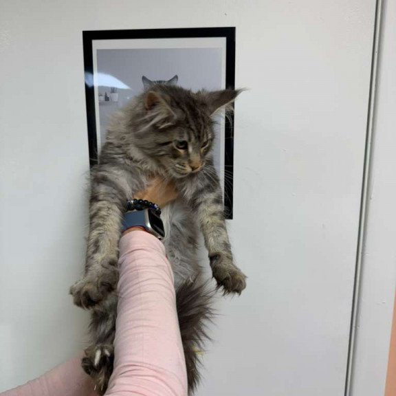 Maine Coon Ikarus