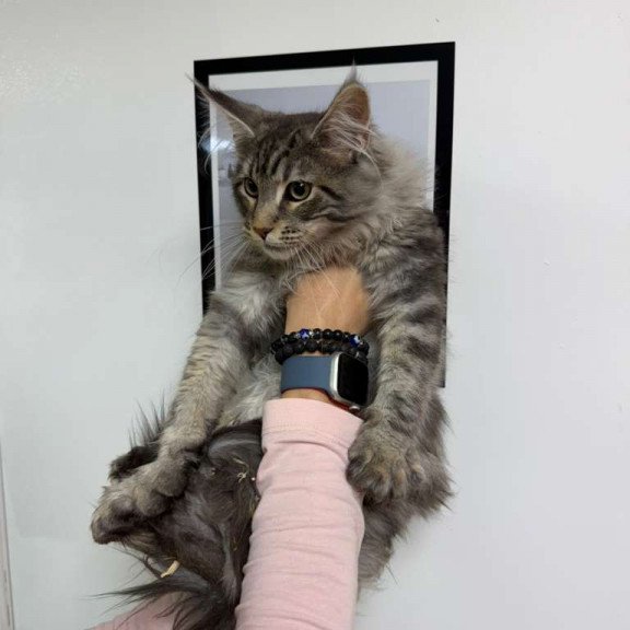 Maine Coon Ikarus