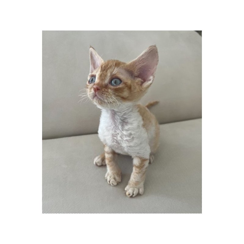 Devon Rex Alva Ben