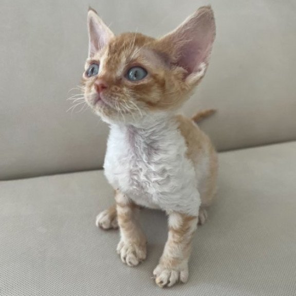 Devon Rex Alva Ben