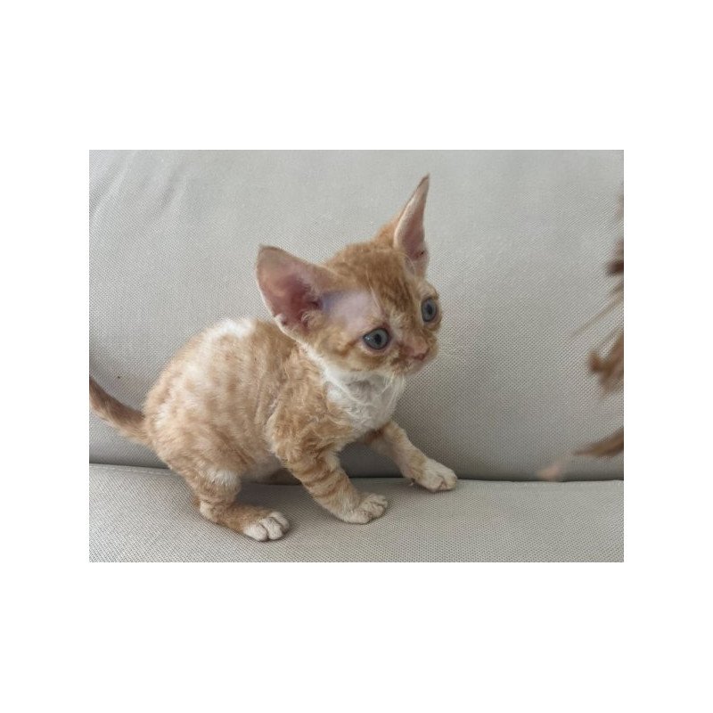 Devon Rex Alva Ben