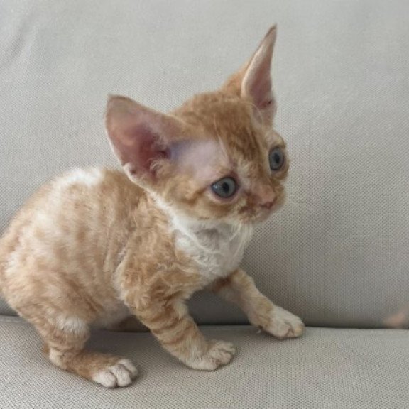 Devon Rex Alva Ben