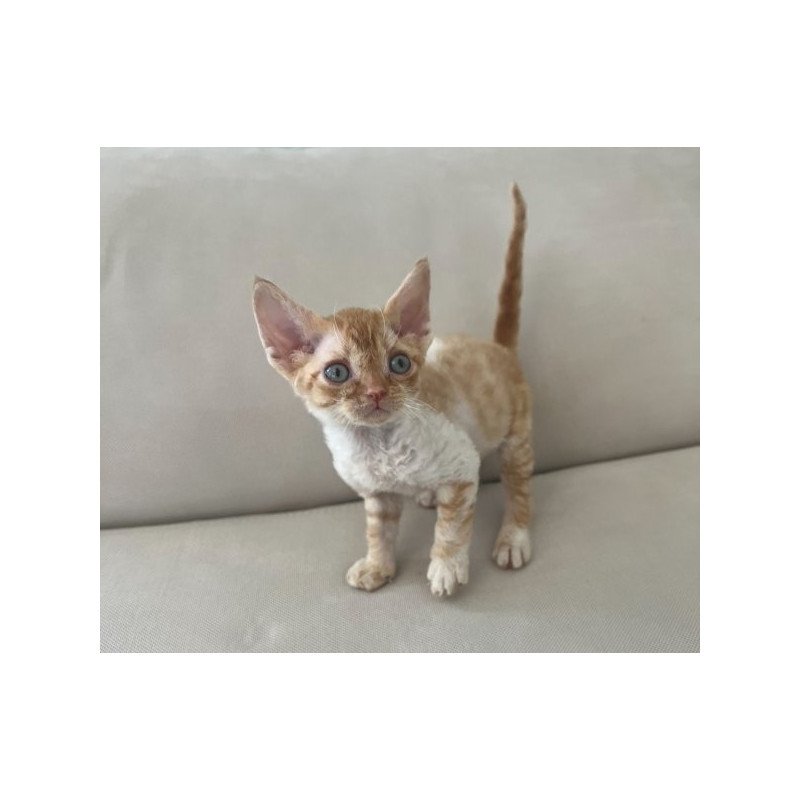 Devon Rex Alva Ben
