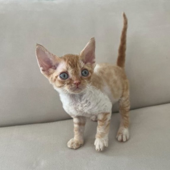 Devon Rex Alva Ben