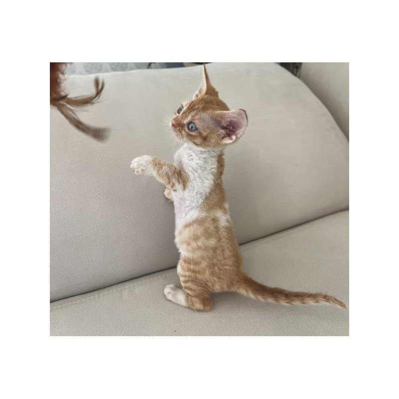 Devon Rex Alva Ben