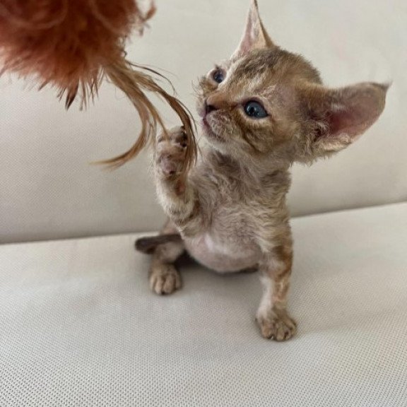 Devon Rex Alva Bianka