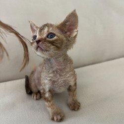 Devon Rex Alva Bianka