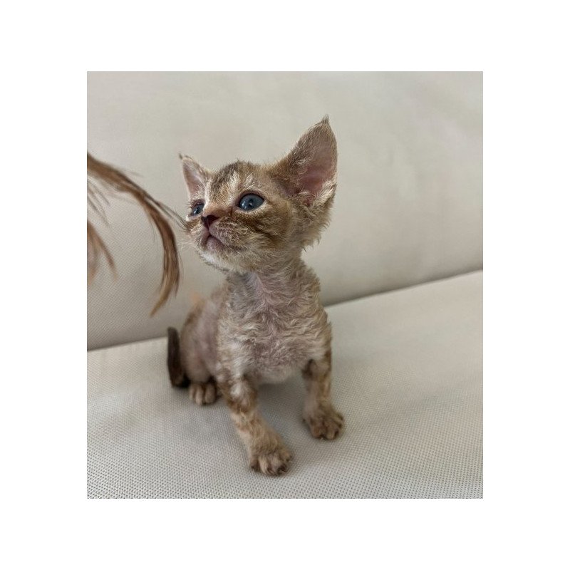 Devon Rex Alva Bianka