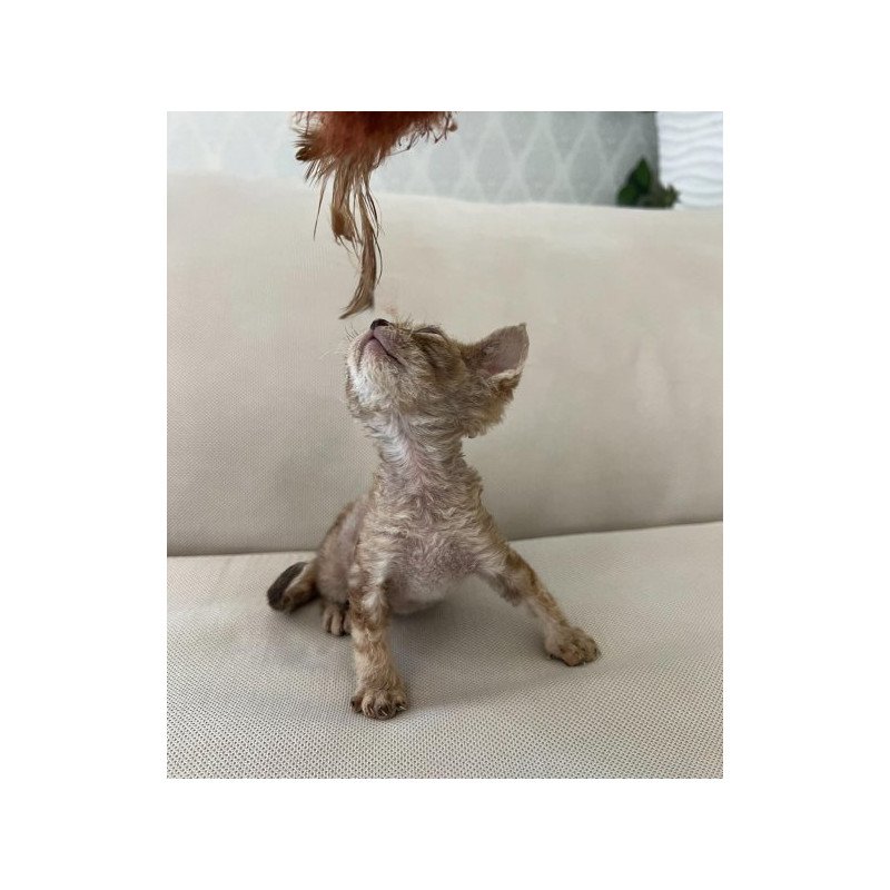 Devon Rex Alva Bianka