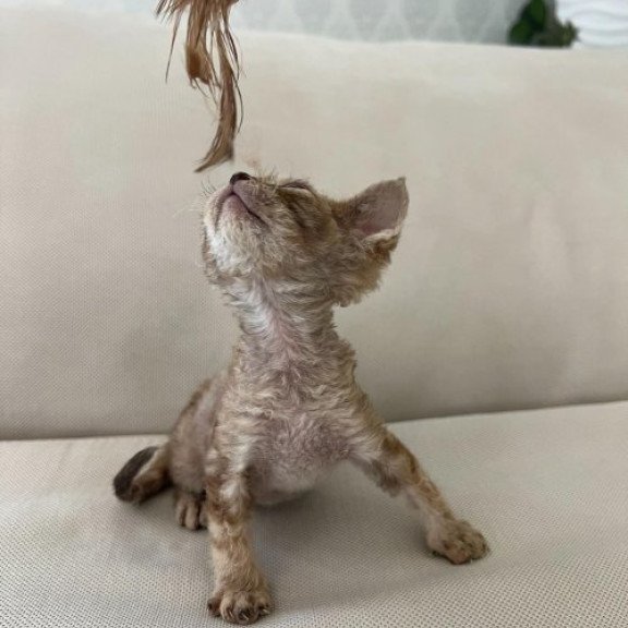 Devon Rex Alva Bianka