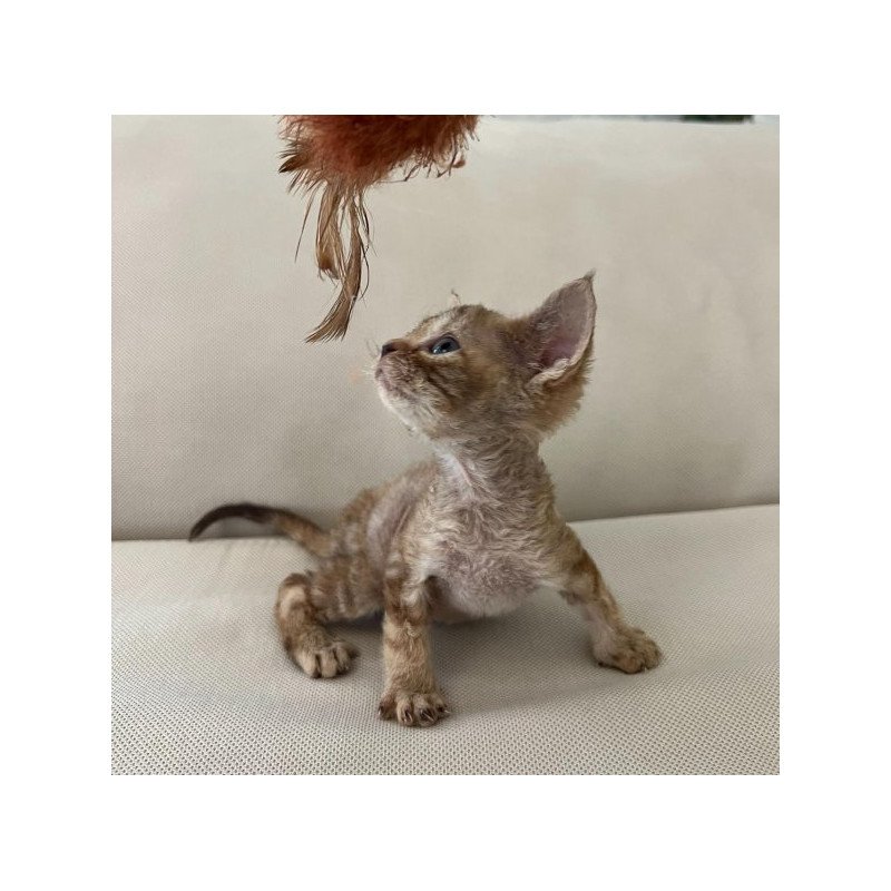 Devon Rex Alva Bianka