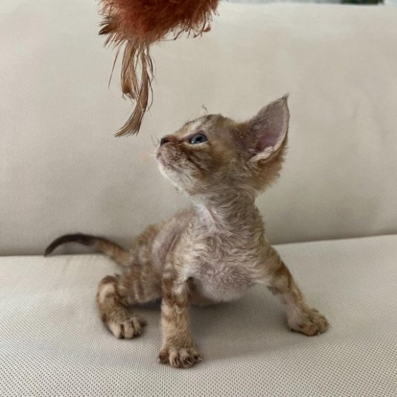 Devon Rex Alva Bianka