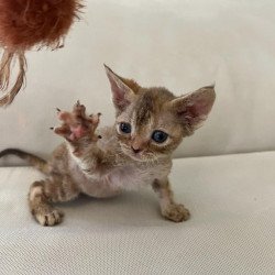 Devon Rex Alva Bianka