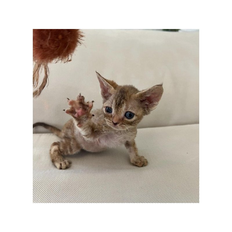 Devon Rex Alva Bianka