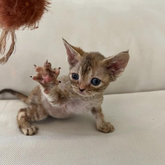 Devon Rex Alva Bianka