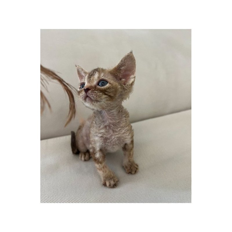 Devon Rex Alva Bianka