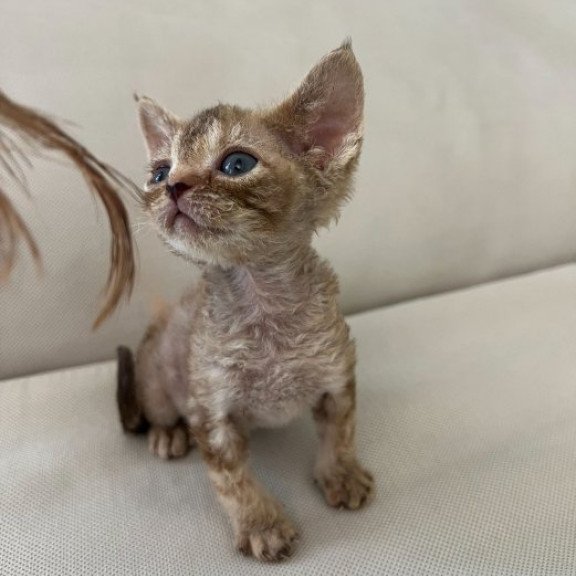 Devon Rex Alva Bianka