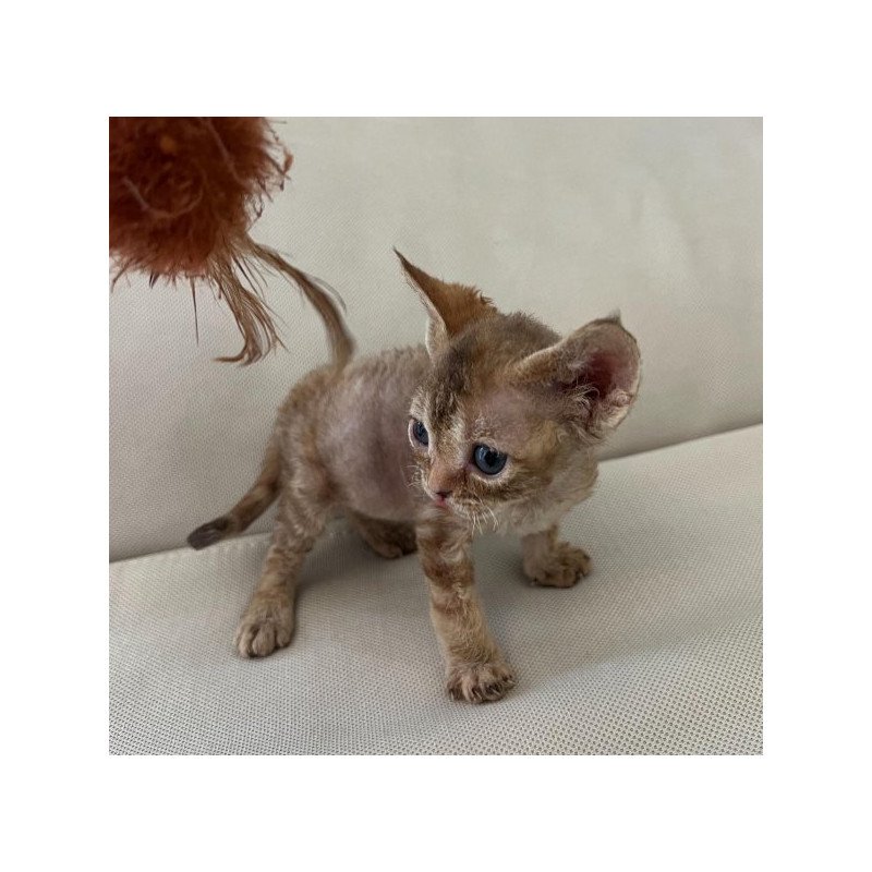 Devon Rex Alva Bianka