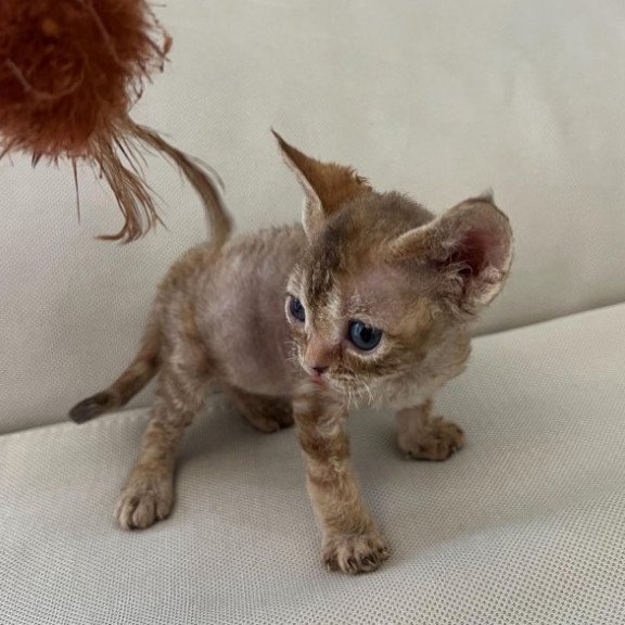 Devon Rex Alva Bianka